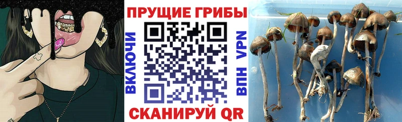 Псилоцибиновые грибы Magic Shrooms  Александровск-Сахалинский 